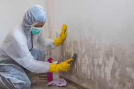 Why You Should Choose Our Mold Remediation Services in Bellevue, OH